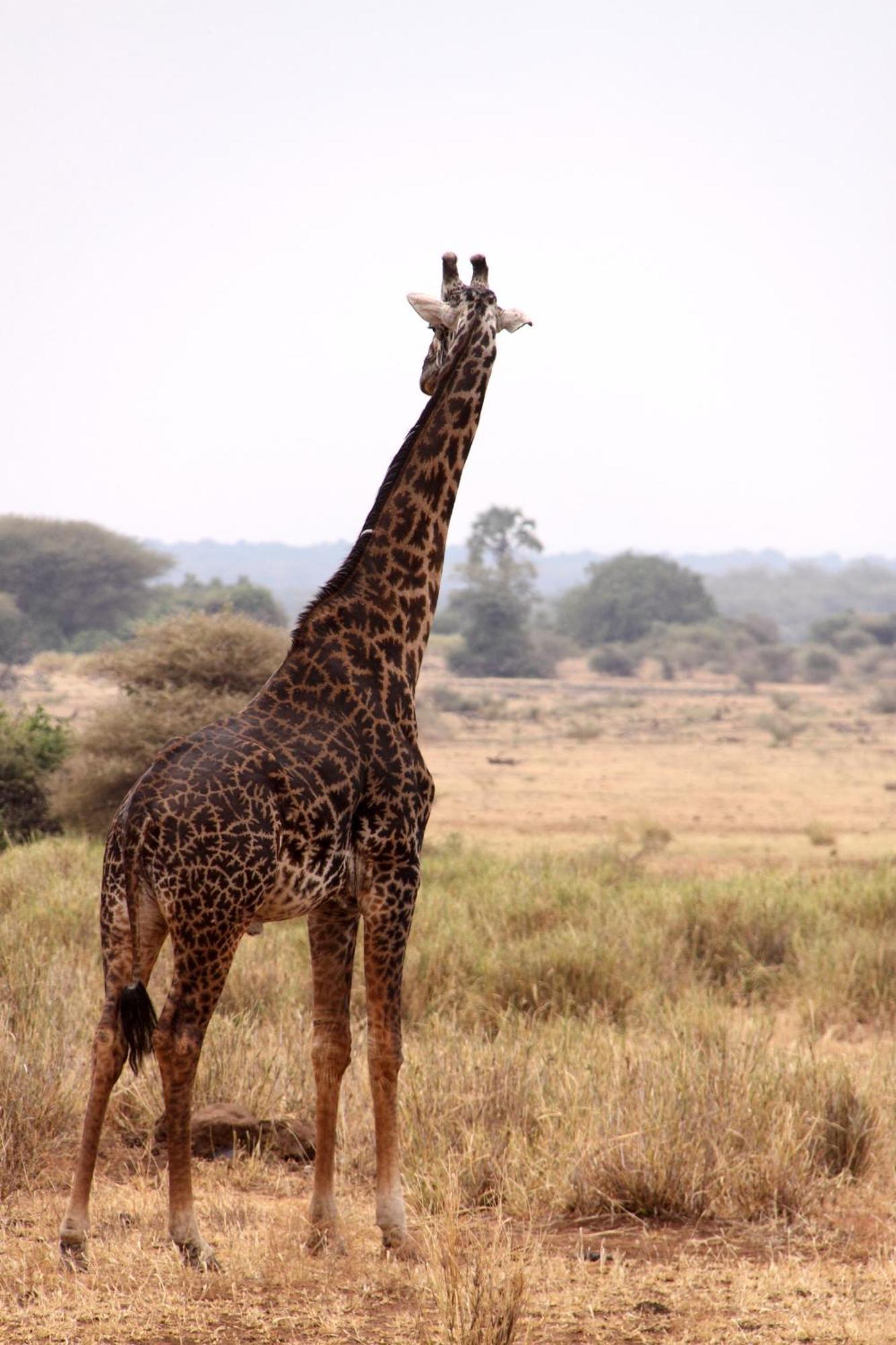 Baker Safari Company Villa Kwangwazi Eksteriør bilde